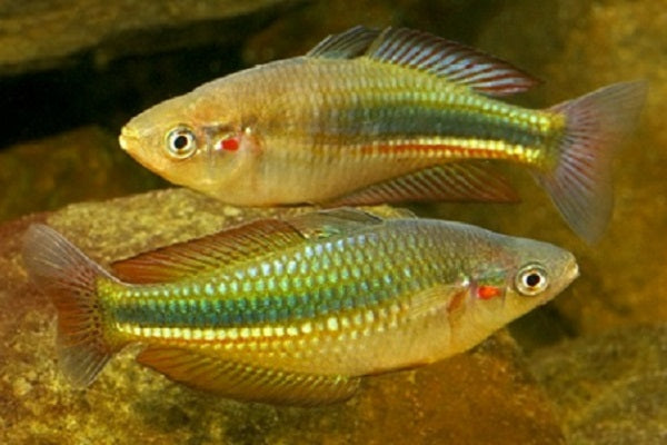 Yellow Duboulayi Rainbow Oyster Creek (Melanotaenia duboulayi) (4-7cm) - Home Bred