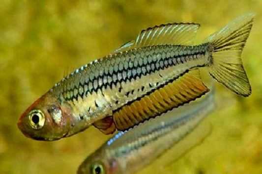 Ornate Rainbow Castaways Creek (Rhadinocentrus ornatus) (3-5cm) - Home Bred