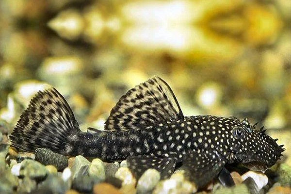 Common Shortfin Bristlenose Catfish (Ancistrus sp. cirrhosus) (4-5cm) - Home Bred