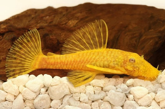 Albino Shortfin Bristlenose Catfish (Ancistrus sp. Albino) (4-5cm) - Home Bred