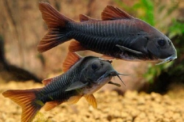 Black Venezuelan Cory (Corydoras schultzei) 2-5cm