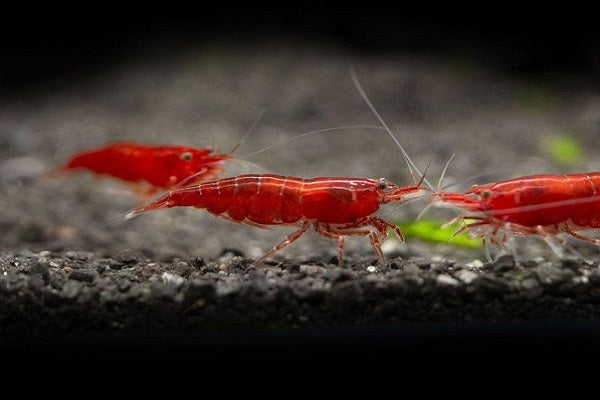 Bloody Mary Cherry Shrimp (Neocaridina davidi var. 'bloody mary') High Grade (0.8-1.5cm) - Home Bred