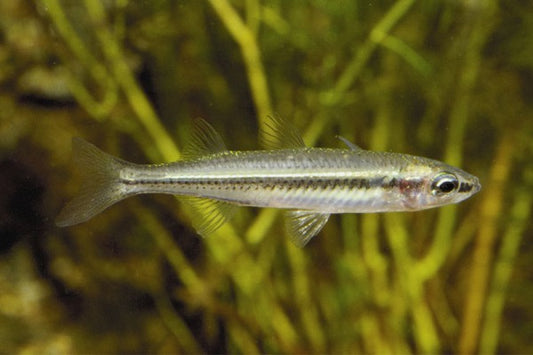 Marjorie's Hardyhead (Craterocephalus marjoriae) (4-7cm) - Home Bred