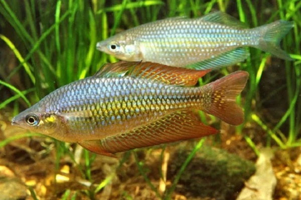 Eastern Rainbow Wallaby Creek (Melanotaenia splendida splendida) (4-7cm) - Home Bred