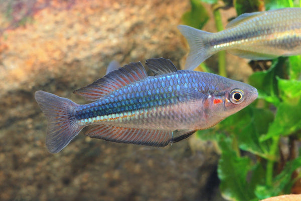 Blue Duboulayi Rainbow Schnapper Creek (Melanotaenia duboulayi) (4-7cm) - Home Bred