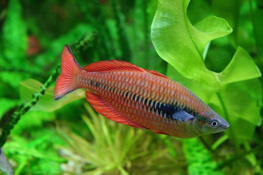 Lake Kurumoi Rainbowfish  (Melanotaenia parva) (4-7cm) - Home Bred