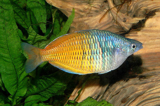 Boesemani Rainbow (Melanotaenia boesemani) (4-7cm) - Home Bred