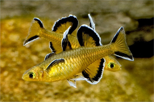 Honey Blue Eyes  (Pseudomugil mellis) (2-3cm) - Home Bred