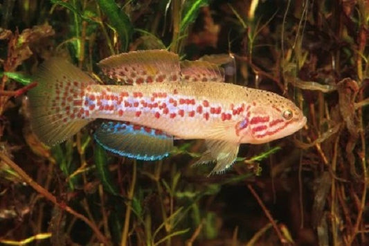 Purple Spotted Gudgeon Southern (Mogurnda adspersa) (4-7cm) - Home Bred