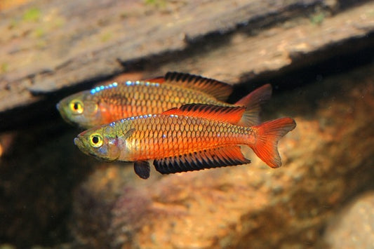 Ornate Rainbow Teewah Creek (Rhadinocentrus ornatus) (3-5cm) - Home Bred