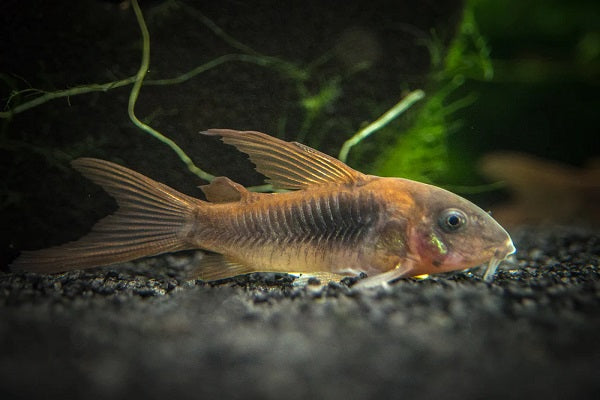 Longfin Bronze Cory (Corydoras aeneus) (3-5cm) - Home Bred