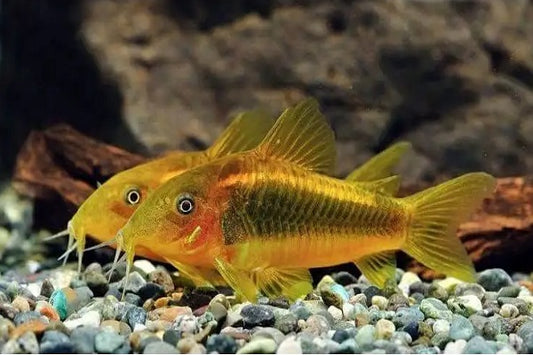 Gold Neon Stripe Laser Cory (Corydoras aeneus CW010 ) (2-5cm) - Home Bred