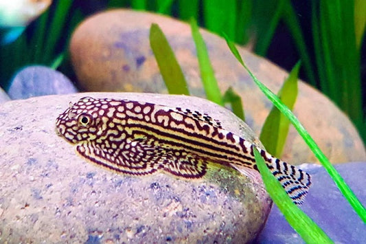 Hillstream Loach (Sewellia lineolata) (2cm) - Home Bred