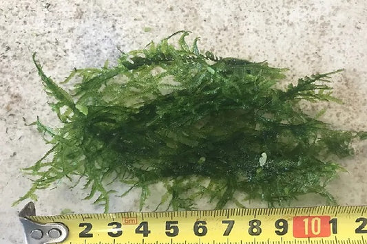 Java Moss-7cm x 7cm clump