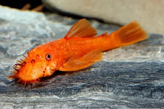 Super Red Shortfin Bristlenose Catfish (Ancistrus sp. Super Red) (4-5cm) - Home Bred