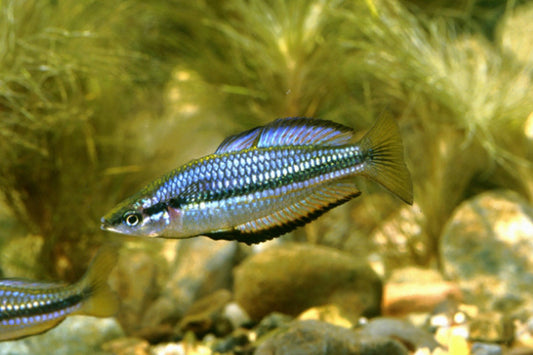 Black Banded Rainbow (Melanotaenia nigrans) (4-7cm) - Home Bred