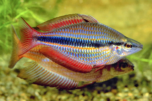 Banded Rainbow Goyder River (Melanotaenia trifasciata) (4-7cm) - Home Bred