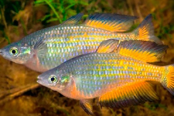 Parkinsoni Rainbowfish Orange Form (Melanotaenia parkinsoni) (4-7cm) - Home Bred